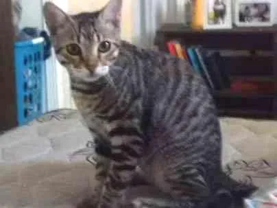 Gato ra a  idade 7 a 11 meses nome Flock