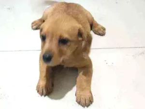 Cachorro raça Mistura poodle com vira-lata idade Abaixo de 2 meses nome Jujubinha