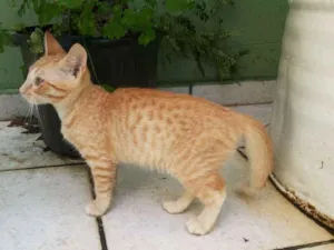 Gato raça Siamês idade 2 a 6 meses nome Lôlo