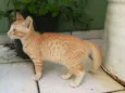 Lôlo