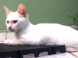 Gato raça Siamês idade 2 a 6 meses nome Lua Cheia