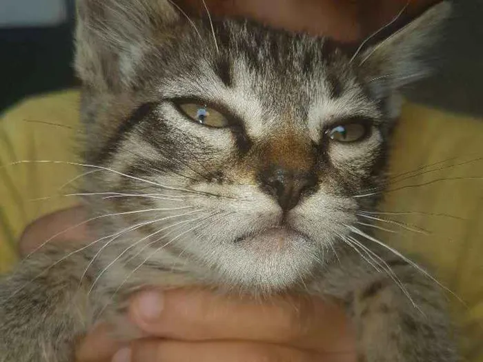 Gato ra a  idade Abaixo de 2 meses nome Sem nome