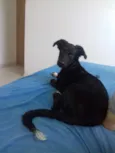 Rex