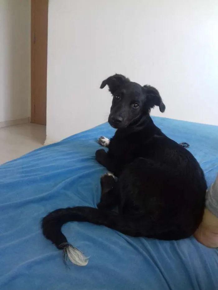 Cachorro ra a Vira lata idade 2 a 6 meses nome Rex