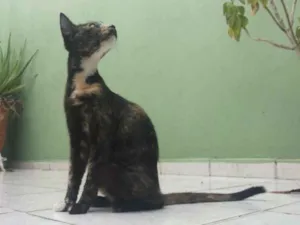 Gato raça Siamês idade 1 ano nome Analise