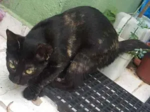 Gato raça Siamês idade 2 a 6 meses nome Lua Nova