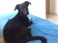 Rex