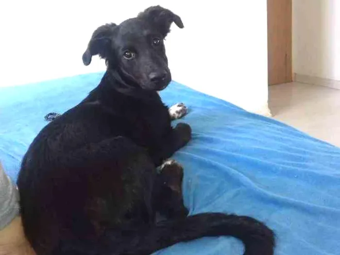 Cachorro ra a Vira lata idade 2 a 6 meses nome Rex