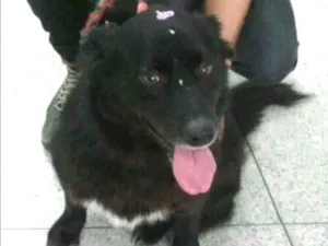 Cachorro raça SRD idade 4 anos nome PRETA