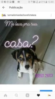 Belina