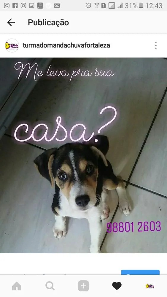 Gato ra a Srd idade 2 a 6 meses nome Belina