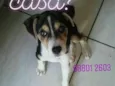 Belina