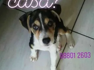 Gato raça Srd idade 2 a 6 meses nome Belina