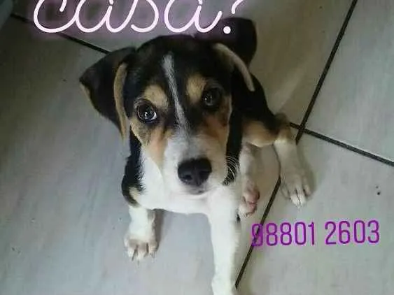 Gato ra a Srd idade 2 a 6 meses nome Belina