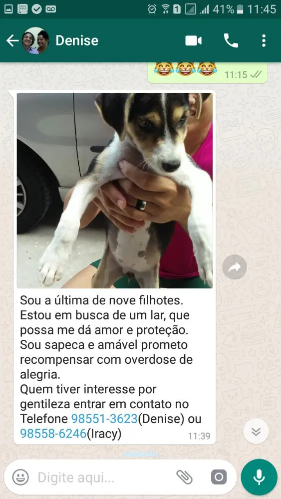 Cachorro ra a Srd idade 2 a 6 meses nome Belina