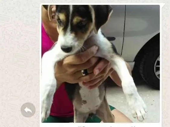 Cachorro ra a Srd idade 2 a 6 meses nome Belina