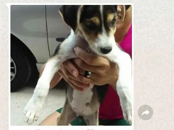 Cachorro ra a Srd idade 2 a 6 meses nome Belina