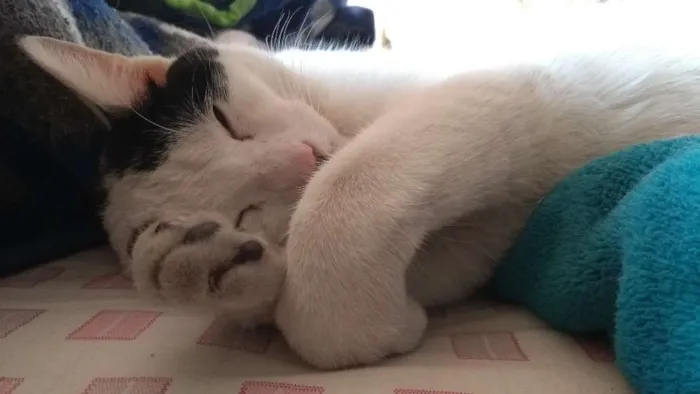 Gato raça Sem raça idade 7 a 11 meses nome Miau