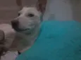 Alemão
