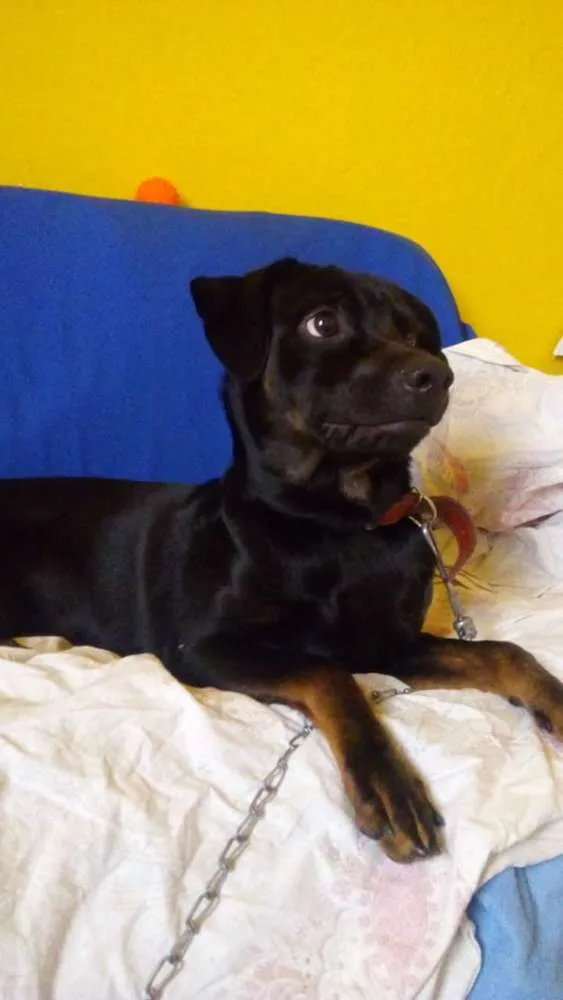 Cachorro ra a Misto idade 1 ano nome Belry