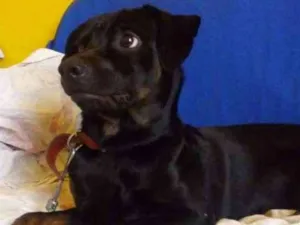 Cachorro raça Misto idade 1 ano nome Belry
