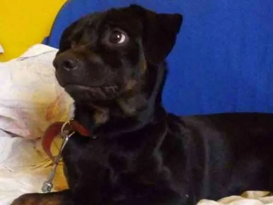 Cachorro ra a Misto idade 1 ano nome Belry