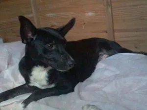 Cachorro raça indefinida idade 2 anos nome Bleck