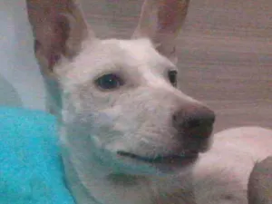 Cachorro raça indefinida idade 7 a 11 meses nome Alemão
