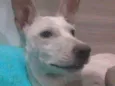 Alemão
