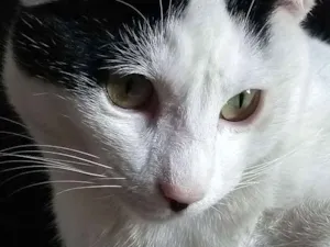 Gato raça Sem raça idade 7 a 11 meses nome Miau