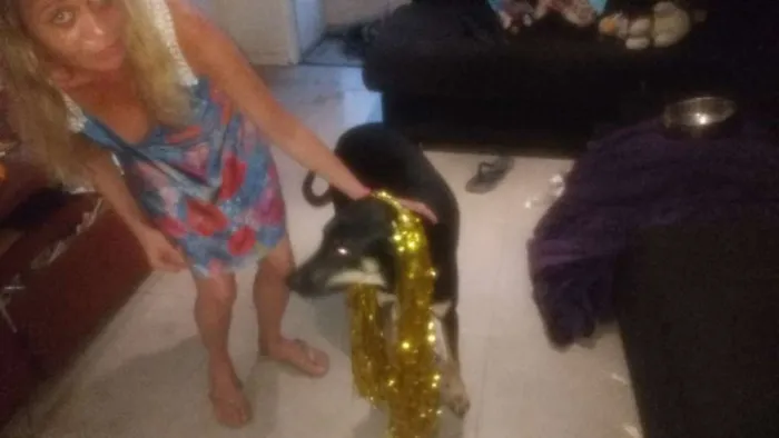 Cachorro ra a Mistura com doberman idade 7 a 11 meses nome Pietra de Neve