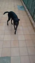 ESTRELA
