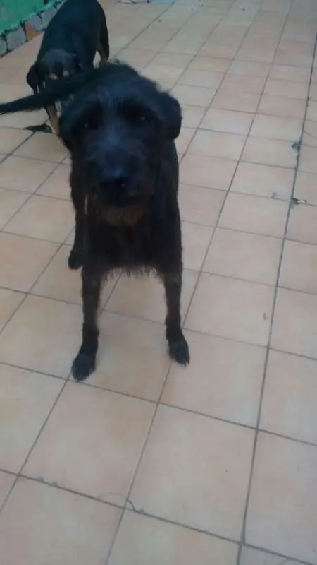 Cachorro ra a srd idade 1 ano nome ESTRELA