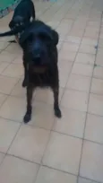 ESTRELA