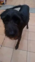 ESTRELA
