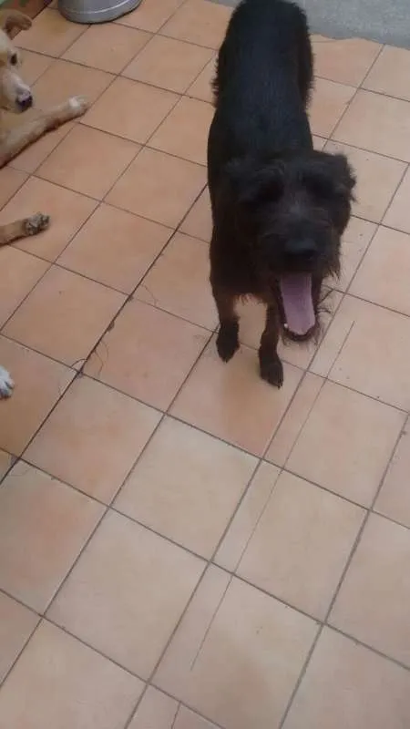 Cachorro ra a srd idade 1 ano nome ESTRELA
