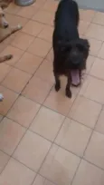 ESTRELA