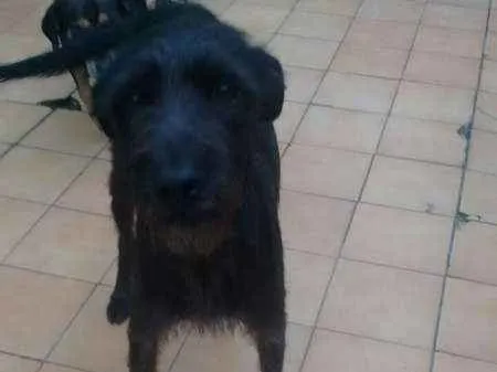 Cachorro ra a srd idade 1 ano nome ESTRELA