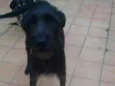 ESTRELA