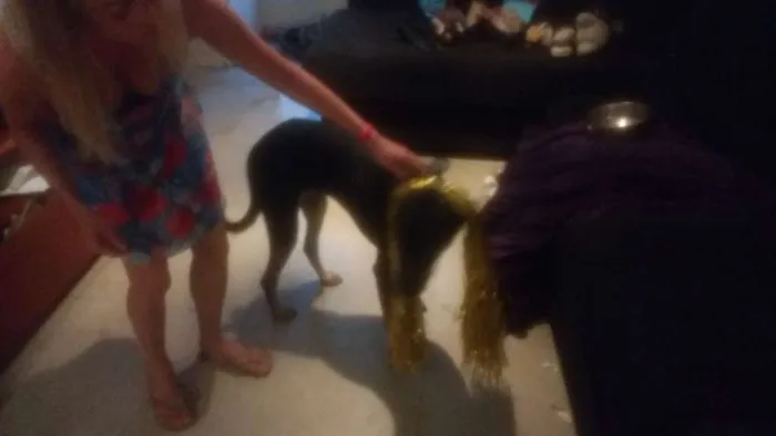 Cachorro ra a Mistura com doberman idade 7 a 11 meses nome Pietra de Neve