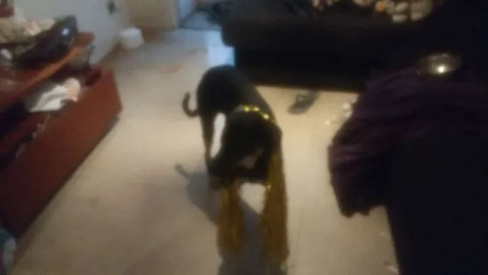 Cachorro ra a Mistura com doberman idade 7 a 11 meses nome Pietra de Neve
