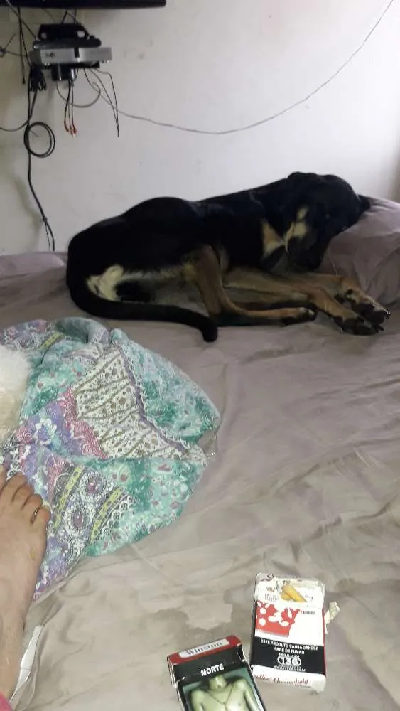 Cachorro ra a Mistura com doberman idade 7 a 11 meses nome Pietra de Neve