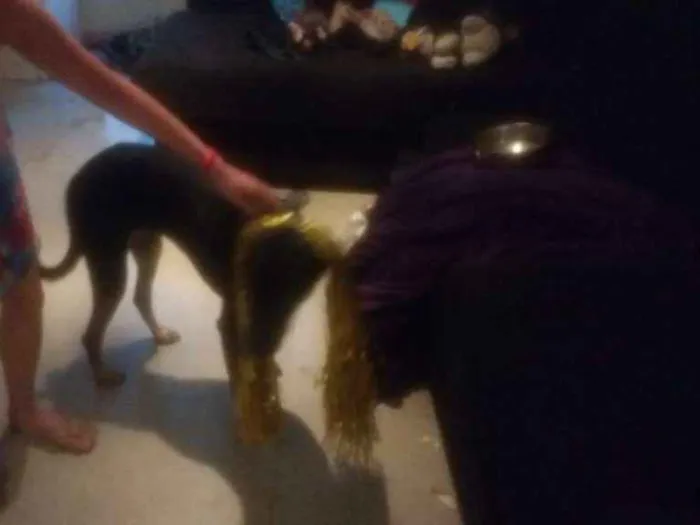 Cachorro ra a Mistura com doberman idade 7 a 11 meses nome Pietra de Neve