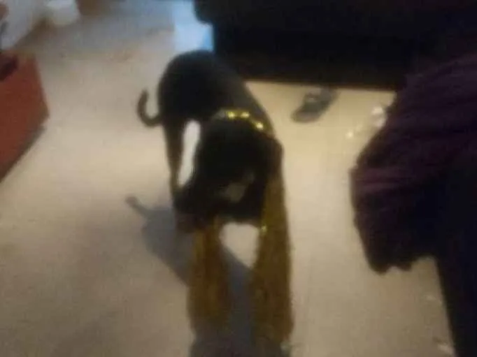 Cachorro ra a Mistura com doberman idade 7 a 11 meses nome Pietra de Neve