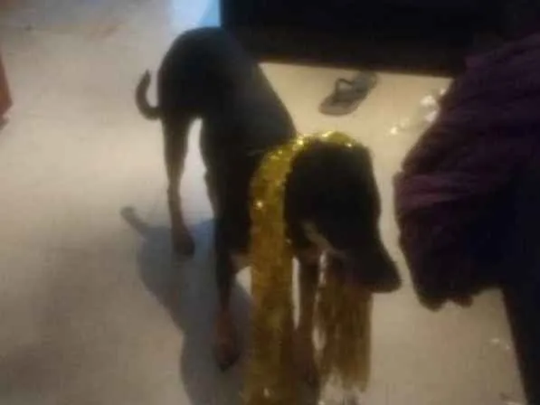 Cachorro ra a Mistura com doberman idade 7 a 11 meses nome Pietra de Neve