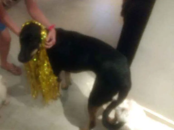 Cachorro ra a Mistura com doberman idade 7 a 11 meses nome Pietra de Neve