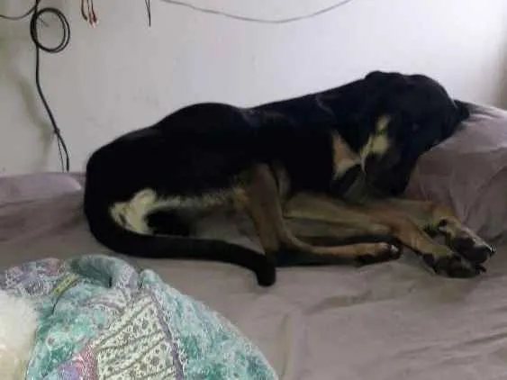 Cachorro ra a Mistura com doberman idade 7 a 11 meses nome Pietra de Neve