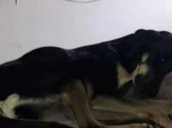 Cachorro ra a Mistura com doberman idade 7 a 11 meses nome Pietra de Neve