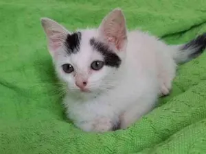 Gato raça Srd idade 2 a 6 meses nome Filhotes