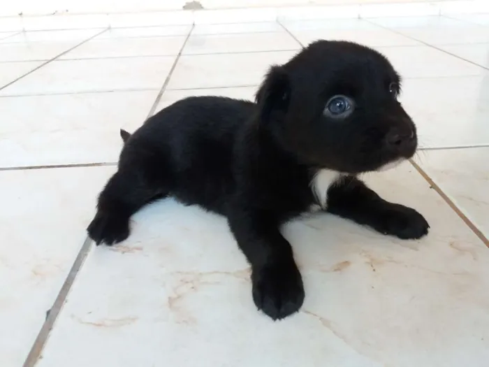 Cachorro ra a Vira Lata idade Abaixo de 2 meses nome Sem nome